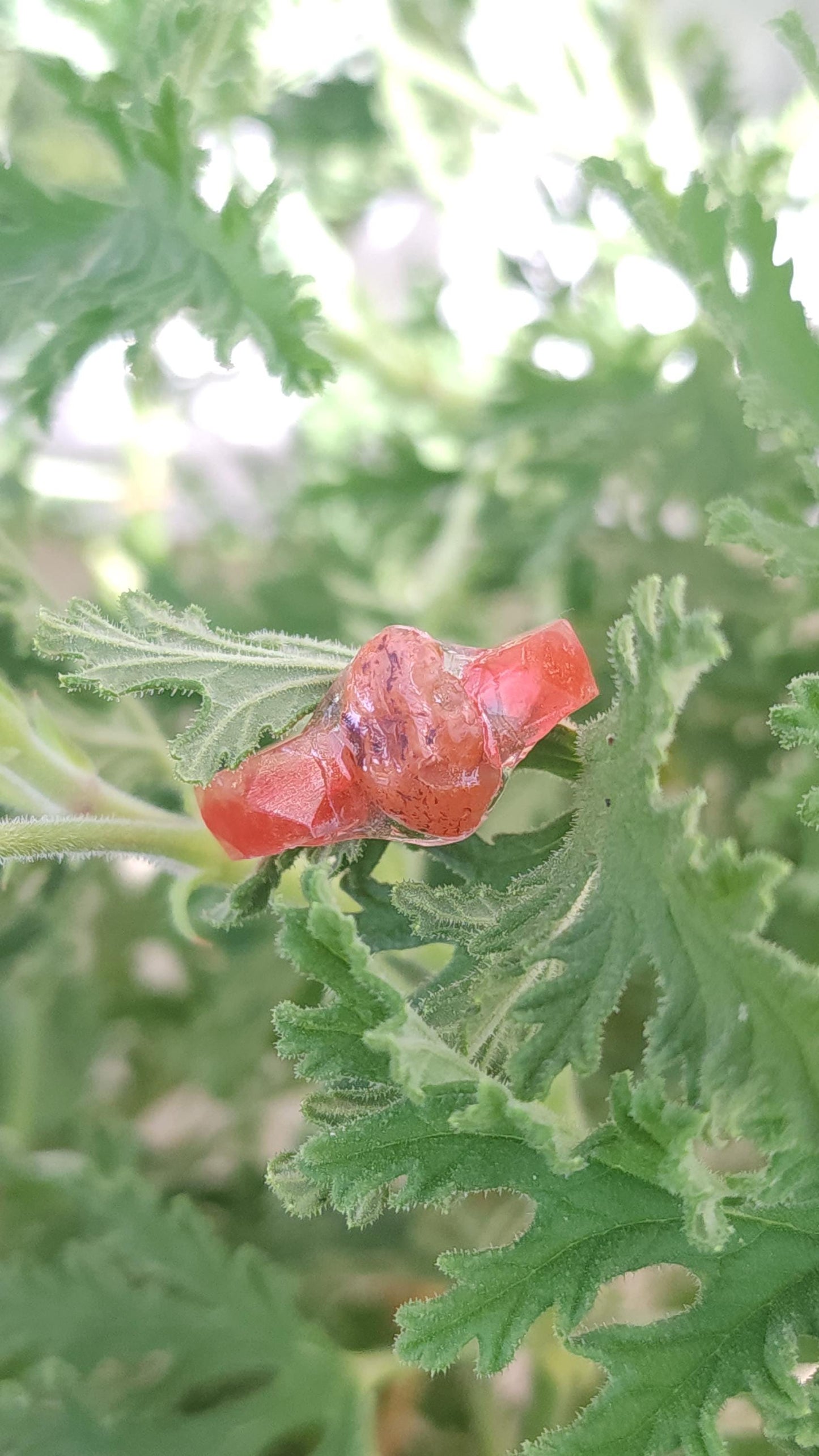 Bloodwake - Red Agate Witch Ring- Vitality and Courage