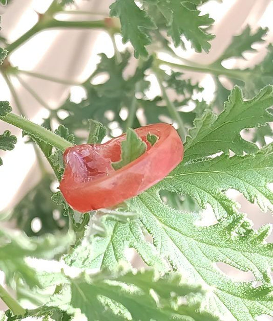 Bloodwake - Red Agate Witch Ring- Vitality and Courage
